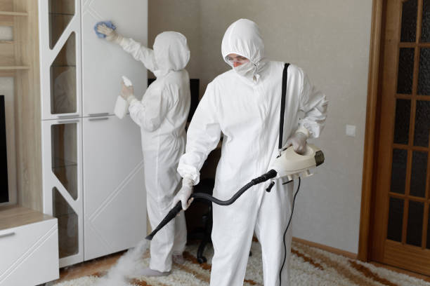 Best Basement Mold Remediation in Morrisville, NC