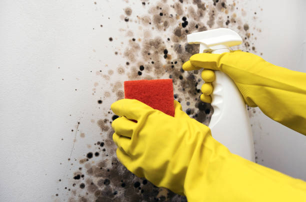 Best Mold Testing and Inspection Services in Morrisville, NC