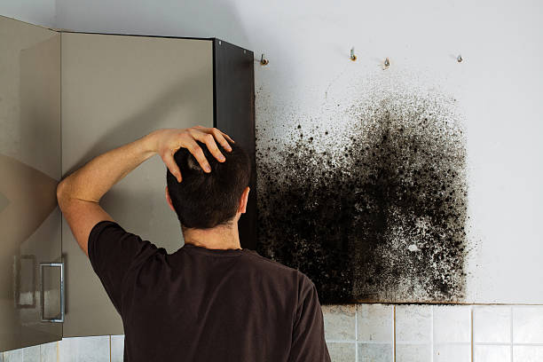 Best Black Mold Remediation in Morrisville, NC