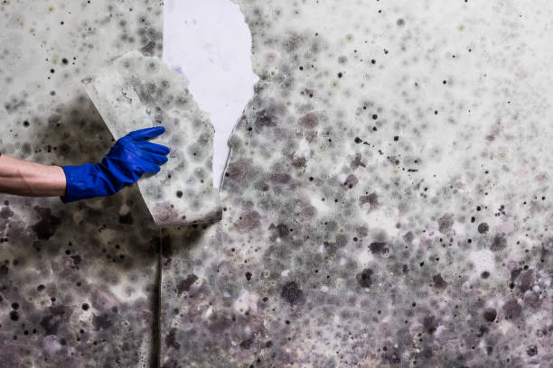 Reliable Morrisville, NC Mold Remediation Solutions